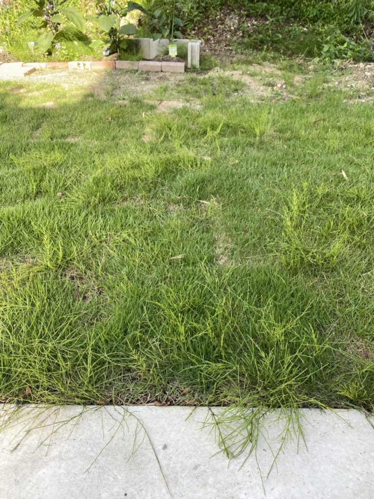 芝生に生えた雑草には専用の除草剤が効く Dsuke Life